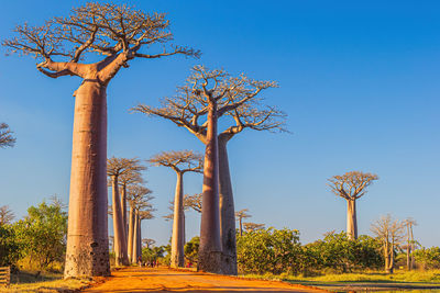 Trees against clear blue sky