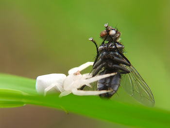 Close-up of insect on plant