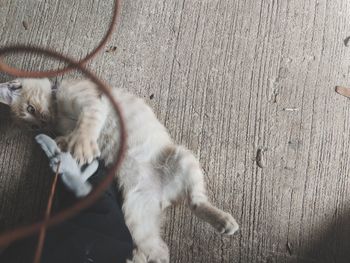High angle view of a cat