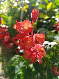 Close-up of red flowering plant