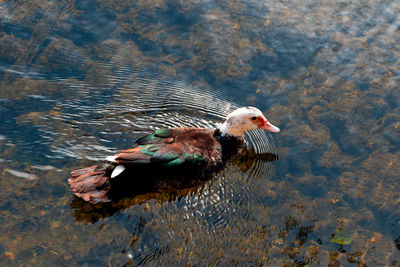 High angle view of duck swimming in lake