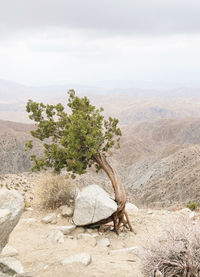 Wind swept tree growing from under a rock