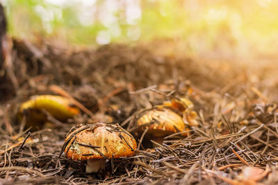 Close-up of mushroom growing on field