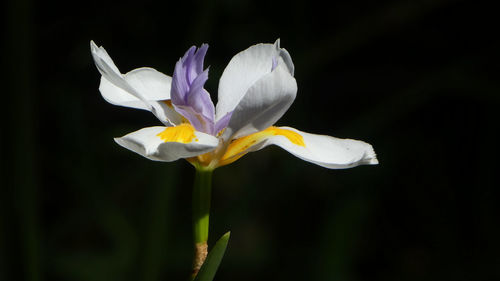 Close-up of white iris