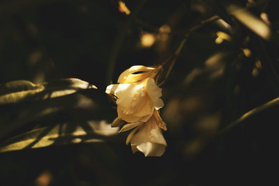 Close-up of white rose flower
