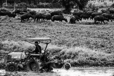 Man driving tractor against water buffaloes on grassy field