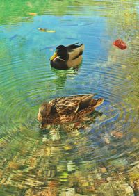 Duck swimming in lake