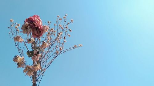 Low angle view of flowering plant against clear blue sky