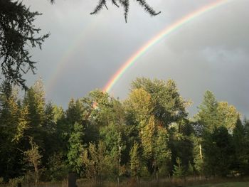 Rainbow over trees against cloudy sky