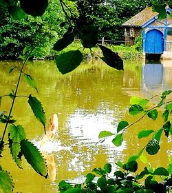 Reflection of trees in pond