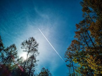 Low angle view of trees against blue sky