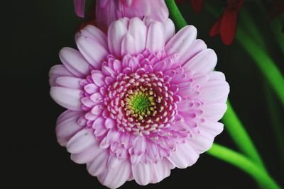 Close-up of pink flower blooming against black background