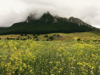 Scenic view of field against cloudy sky