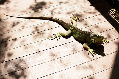 High angle view of lizard on wood