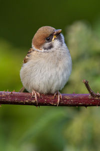 Close-up of bird perching outdoors