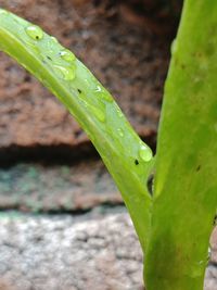 Close-up of wet plant growing on field