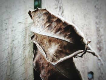 Close-up of horse