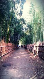 Narrow pathway along trees