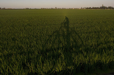 Scenic view of agricultural field