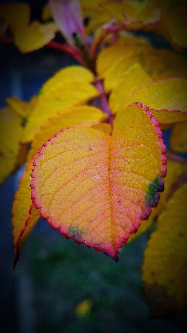 CLOSE-UP OF YELLOW LEAF ON PLANT