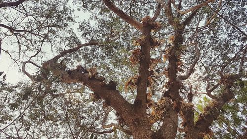 Low angle view of trees against sky