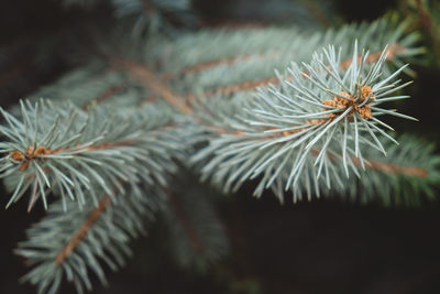 Close-up of pine tree