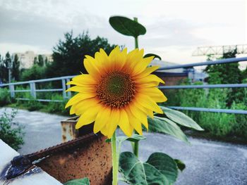 Close-up of yellow flower against railing