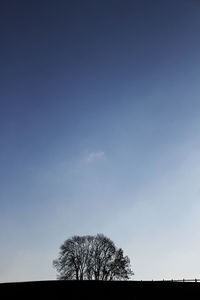 Low angle view of silhouette tree against sky