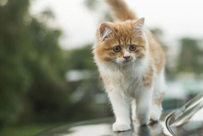 Cat standing on car vehicle hood