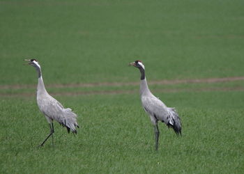 Ducks on a field