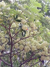 View of flowering plants on tree branch