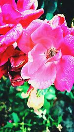 Close-up of pink flowers