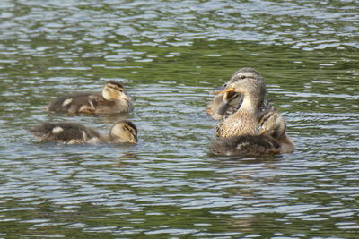 Ducks swimming in lake