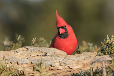 Close-up of a bird perching on branch