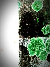 Close-up of moss growing on tree trunk