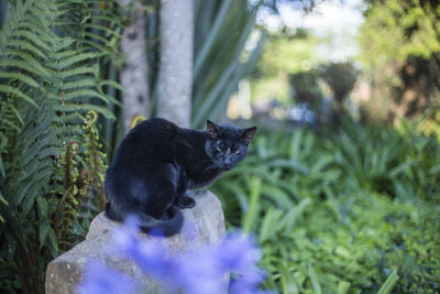 Black cat sitting outdoors