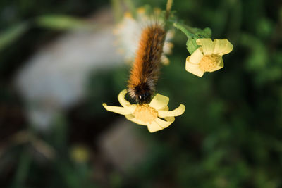 Close-up of bee on yellow flower