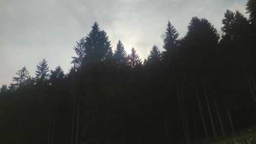 Low angle view of silhouette trees against sky