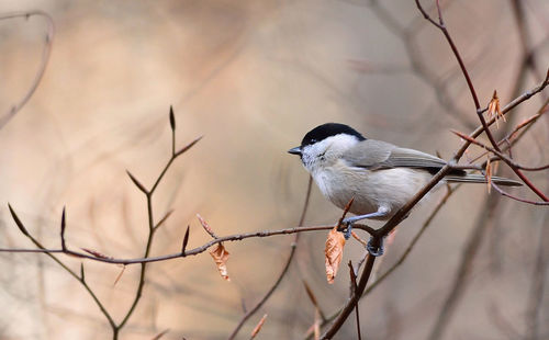 Close-up of bird perching on bare tree