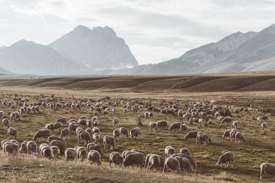 Flock of sheep grazing on field