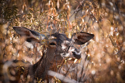 Deer in a field