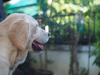 Close-up of dog looking away