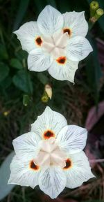 Close-up of white flowers blooming outdoors