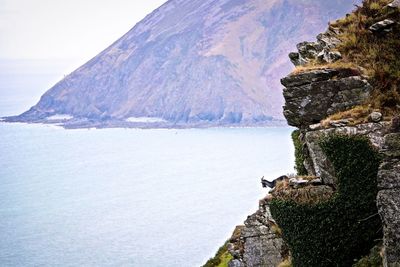 Goat on cliff by lake against mountain