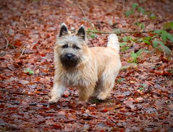 Portrait of a dog on dry leaves
