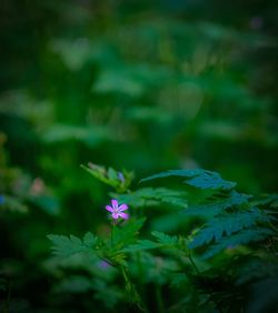 Close-up of purple flowering plant