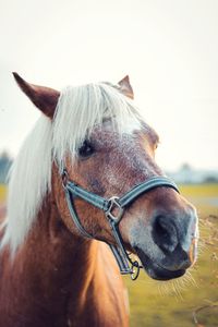 Close-up of horse