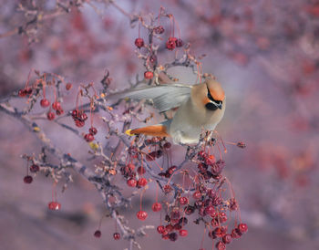 Cedar waxwing perching on cherry tree