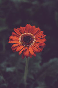 Close-up of red daisy