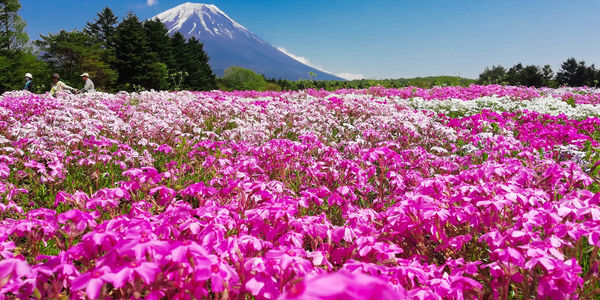 Purple flowering plants on field against sky